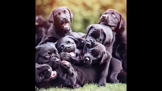 Cute Labradors slideshow #1