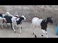 سلام عليكم مرحبا خروفات ضارات سنان الحليب سلالة الدمان 0602045281 mp3