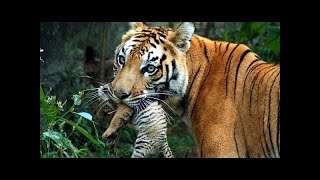 Animal Families 4k   Adorable Scenes Of Wild Animal Families ||Nature Relaxation Film