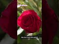 Müziksiz Ilahi Cennet Sensiz Gül Kokar Mı Müziksizilahidinle Mekkah Medine 
