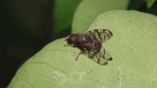 Tephritid Fruit Fly (Chetostoma curvinerve) - Brighton, March 2023 Tephritids are small to medium-sized (2.5–10 mm) flies that are usually colourful and adorned with pictured wings.

Tephritidae forms one of two families of fruit flies, the other being Drosophilidae. To distinguish them from the latter, Tephritids are sometimes referred to as Peacock flies.

Although the first record of Chetostoma curvinerve was made in 1893, until very recently this was a very uncommon species in the UK, with only 57 records up to 2010. Even though it appears to have spread over recent years, records remain sparse.

Relatively little about this species is known for certain. For example, its preferred food-plant? We know it appears predominently between February & May with the odd record in late summer/early autumn.

There is some suggestion mature Ivy berries might be a larval food source and it was on an Ivy leaf I found this individual?

C. curvinerve measures approx. 8mm, has a bright tawny-orange body and a distinctive wing pattern that includes a dark wing-tip and a diagonal line acr