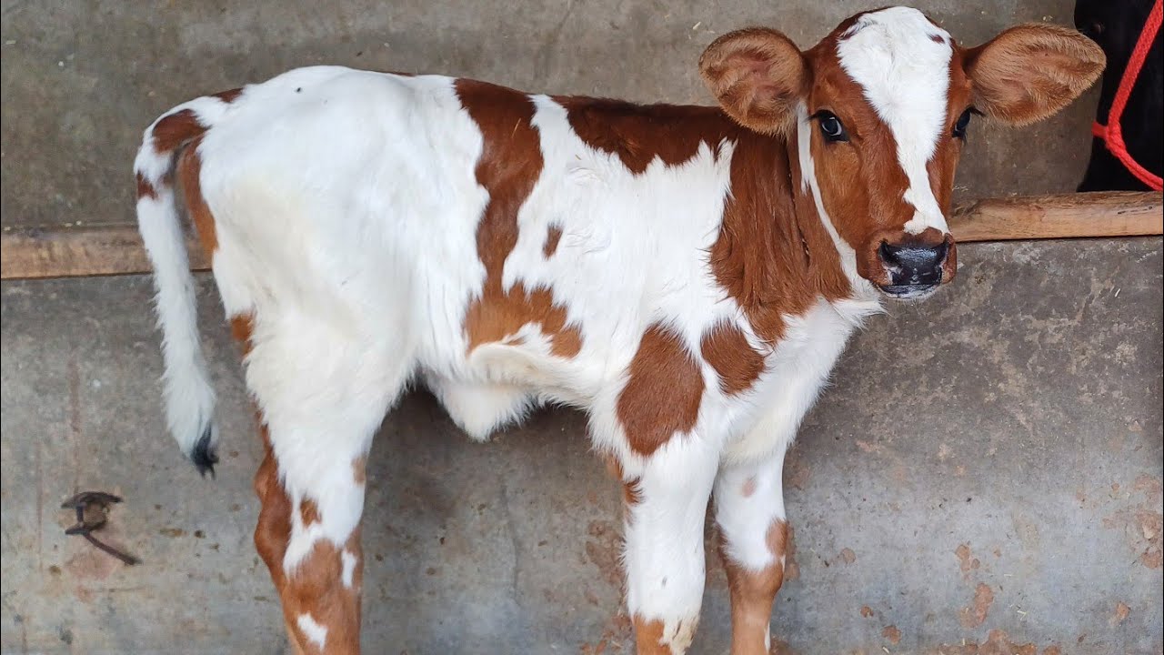 ਗਿਰਲੈਂਡੋ ਕਰੌਸ ਵੱਛੀ ਵਿਕਾਊ,ਮਗਰ ਵੀ ਆਇਰ ਸਾਇਰ ਦੀ ਵੱਛੀ ਆ, 98784-48264 and 94782-63916