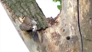 Flicker Fight Starling MBO blog