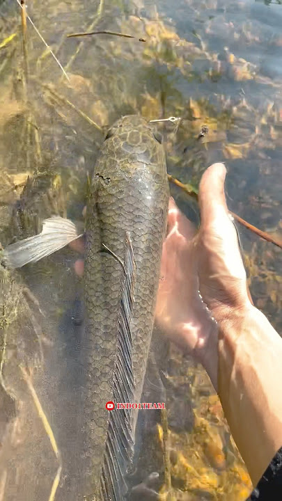 Check out the fish tajur and get a snake-scaled monster chana🤤 #chanamonster