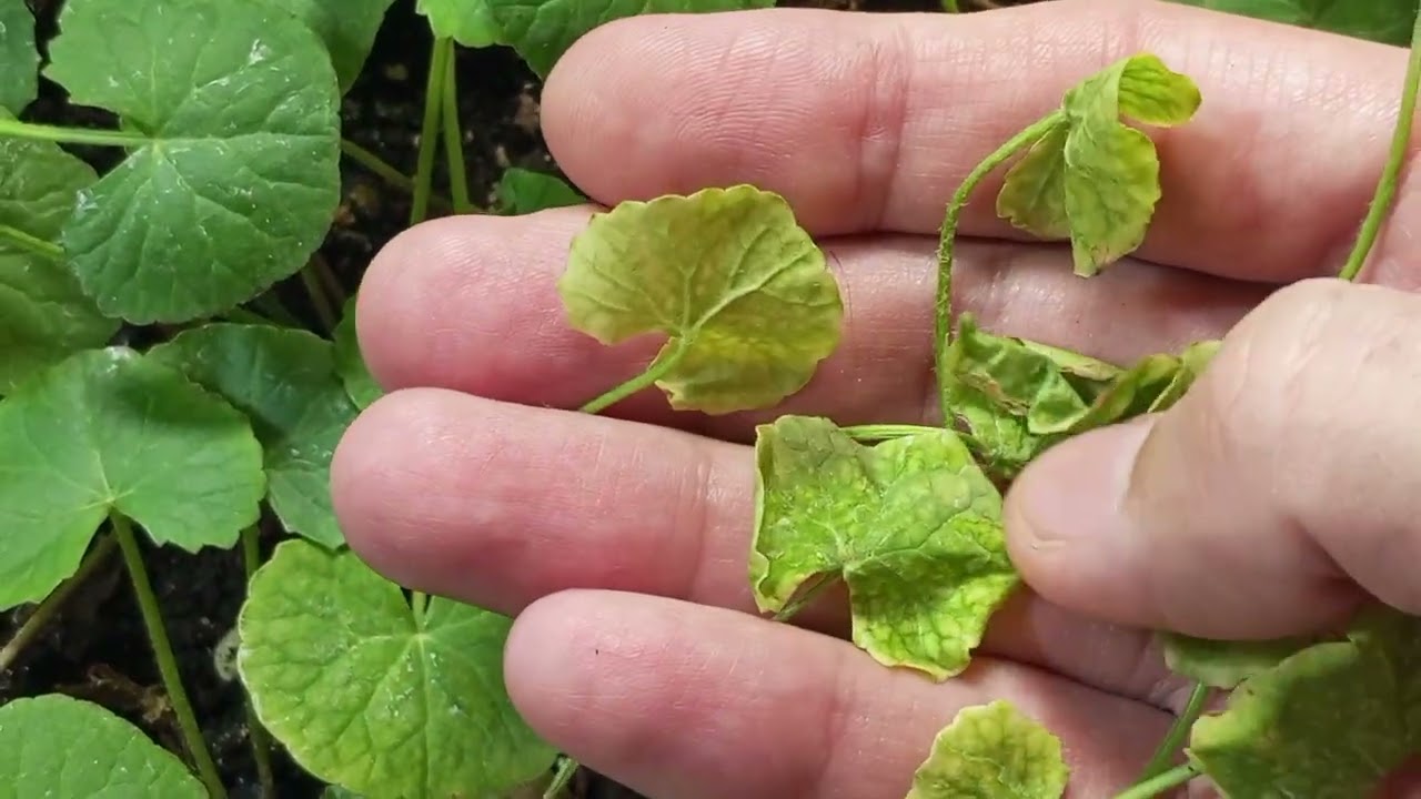 Centella Asiatica