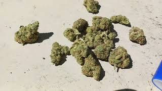 Weed Review #123 Gary Peyton