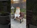 座り方wwww #ai #柴犬 #shorts