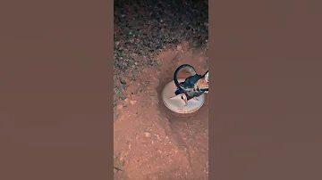 صوت عرق الذهب بجهاز وحش الذهب ١٠٠٠ 