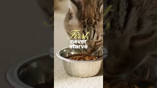 Healthy Cats, Happy Lives