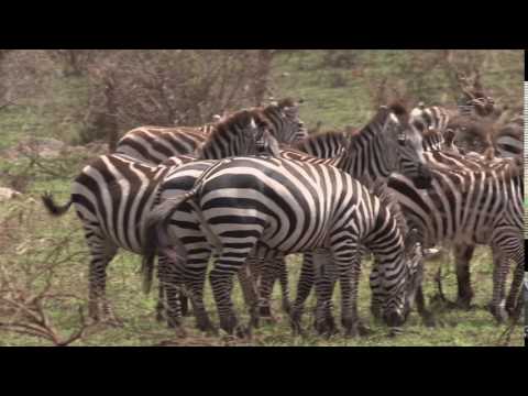 Video: Burchells zebra: foto, beskrivning, livsmiljö, livsstil