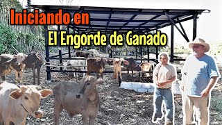 Lo Asesoramos y Lo Iniciamos en la Engorda de Ganado Así lo Hicimos