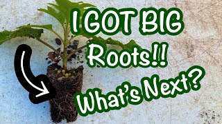 Plant propagation - once the plants root, what