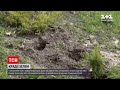 Новини України: у столичному парку невідомі поцупили щойно висаджені кущі
