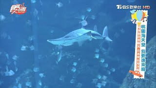 開箱桃園Xpark海洋館 台灣大水槽與魟魚合照【食尚玩家】節目精華20200915 開箱桃園Xpark海洋館 台灣大水槽與魟魚合照【食尚玩家】節目精華20200915