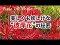 別名はハミズハナミズ　美しくも妖しげな“彼岸花”の秘密