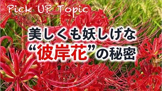 別名はハミズハナミズ　美しくも妖しげな“彼岸花”の秘密