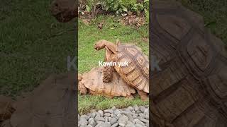 sulcata bercocok tanam #satwalucu #shadow #youtubeshorts #sulcatatortoise #hewanunik #hewanpelihara