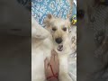 pixie getting irritated 😂❤️#goldenretriever #dog #playing #love