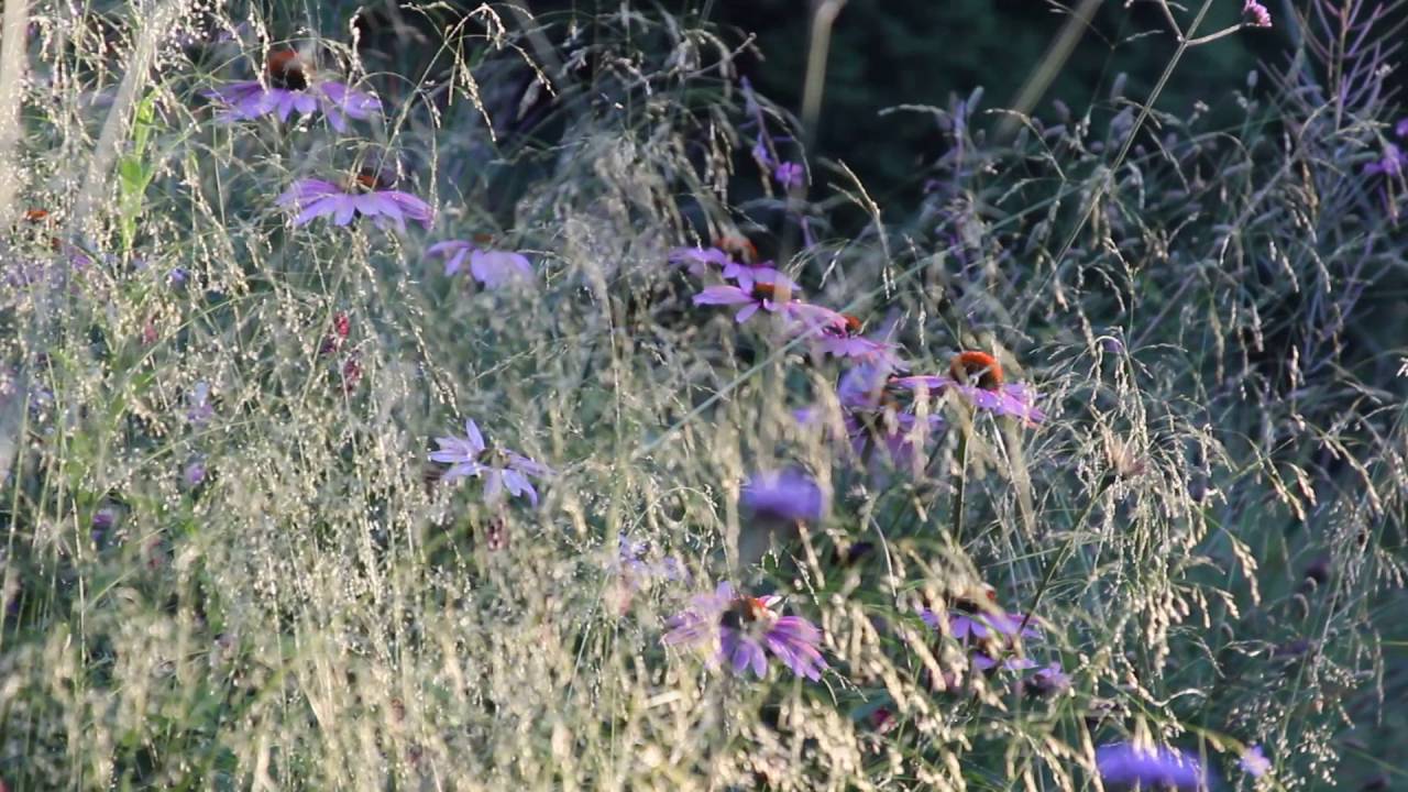 Echinacea and Deschampsia in garden at sunset.