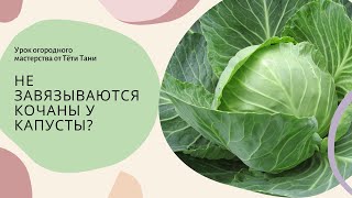 437. Не завязываются кочаны у капусты? Завязались, но они рыхлые? У вас две ошибки.