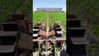 Efficient Mechanical Inter-Row Cultivation in Corn Fields