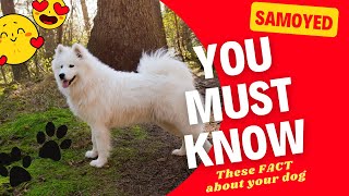 Samoyed Dog Unknown fact about them #dog #samoyed  #doglover #animals #doglifestyle by Pet Animal 229 views 11 months ago 3 minutes, 36 seconds
