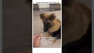 Funny Dogs😂💖#shorts #entertainment #funnyanimals #comedy #funny #ytshortsindia #dog #dogshorts .