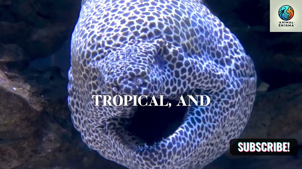 8 Interesting Facts About MORAY EELS