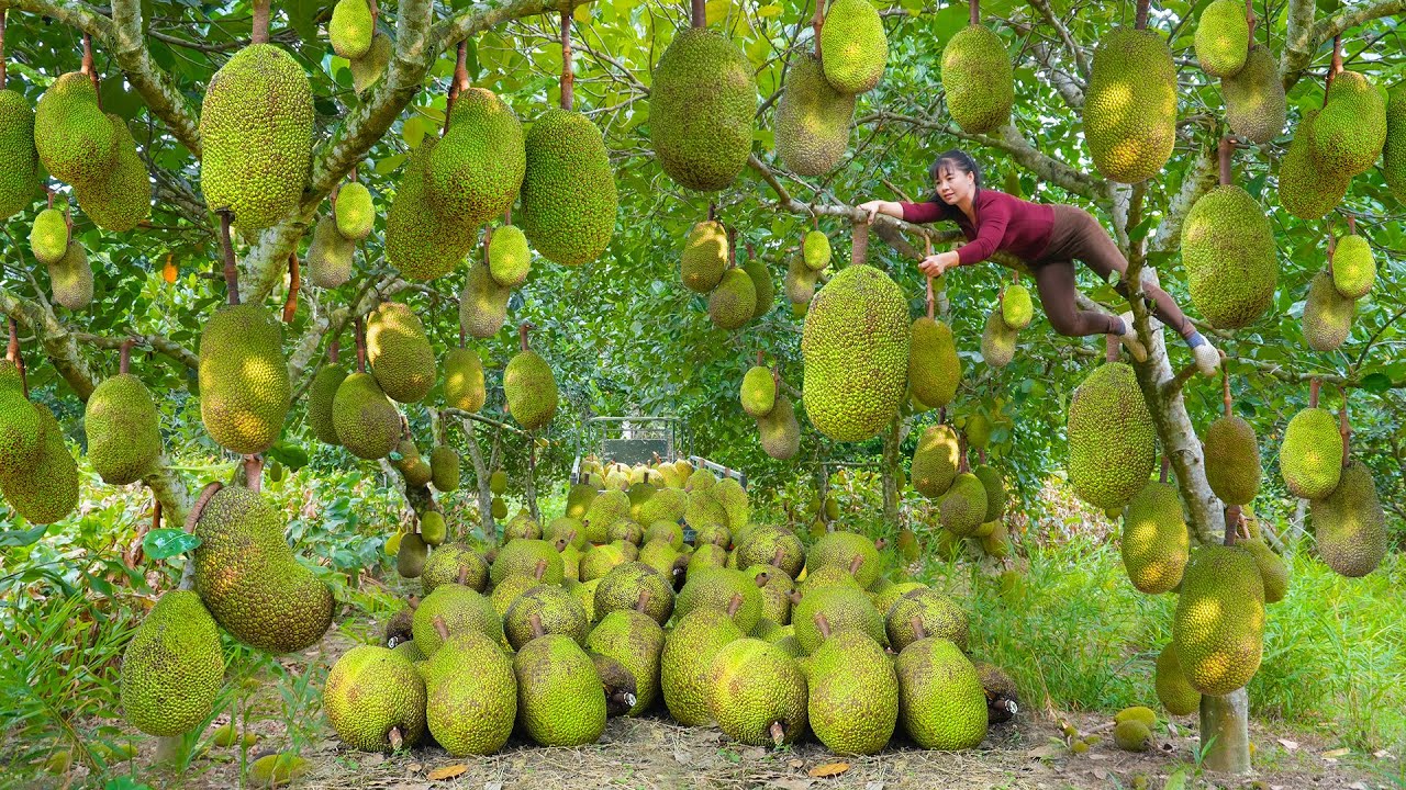 Use 3-Wheeled Truck To Harvesting Many Big Jackfruit Goes To Countryside Market Sell For Villager
