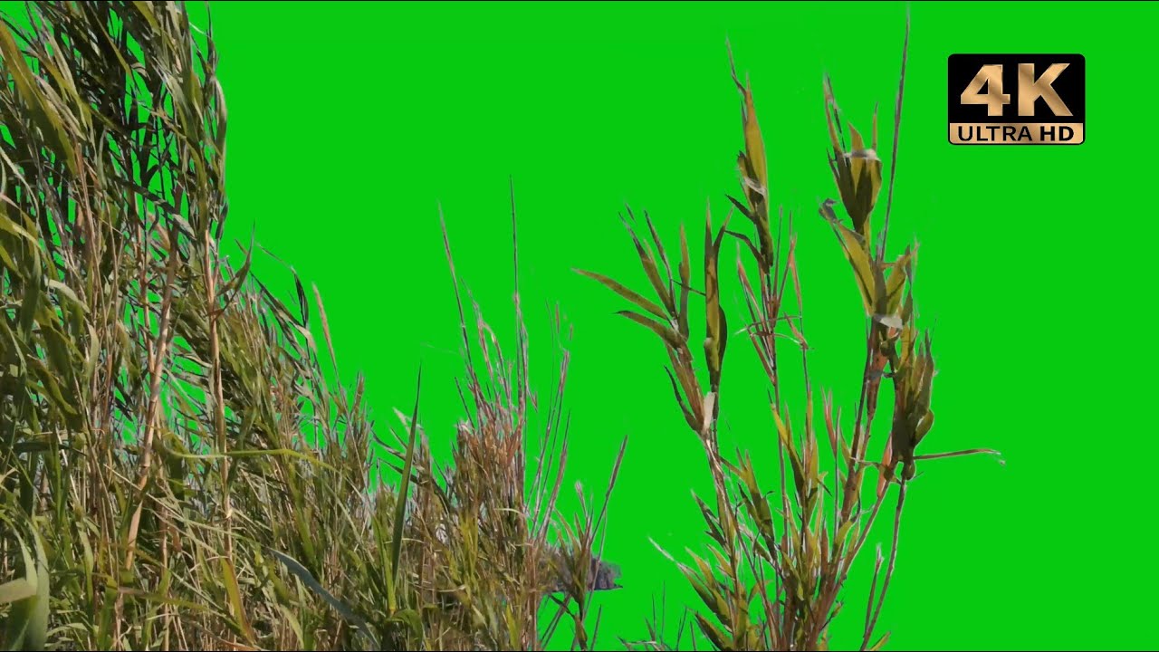 grass green screen video - YouTube