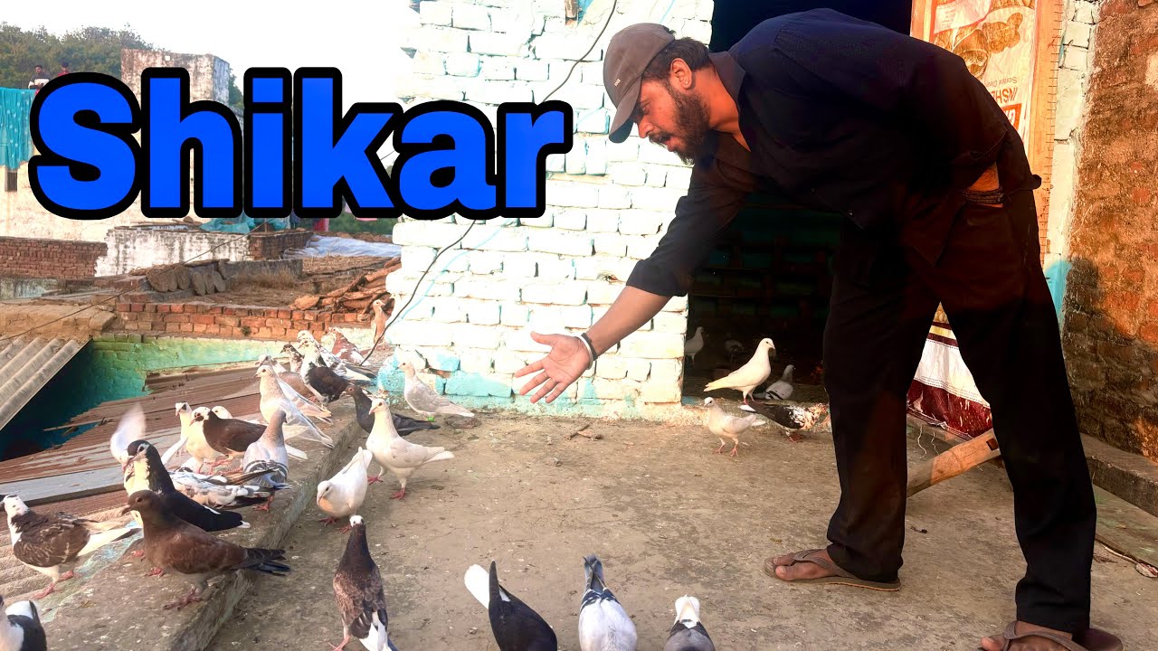 Naya kabutar ki shikar ￼😱Kabootar king 