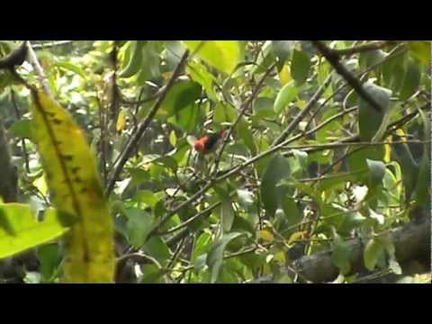 Video: Apa yang dimaksud dengan flowerpecker?