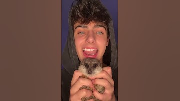 Kyle Thomas 💙 meerkats will be my best friends forever 🥺 #kylethomas #shorts