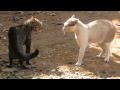 Bôsco Vídeo 133: Briga de gato - Felinos & território