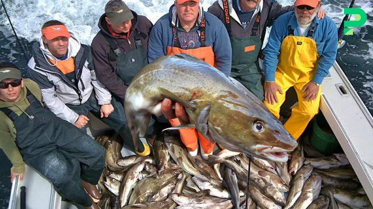 Ombak Laut Atlantik Diterjang Dengan Teknologi Moderen Untuk Menangkap Ikan Cod