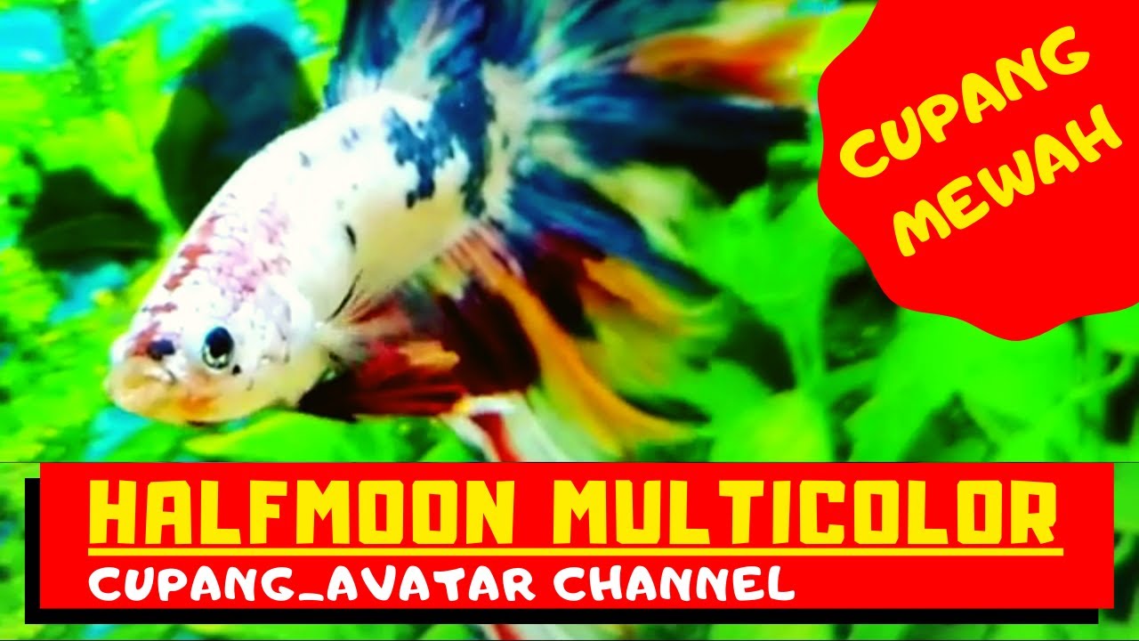 Ikan Cupang Multicolor