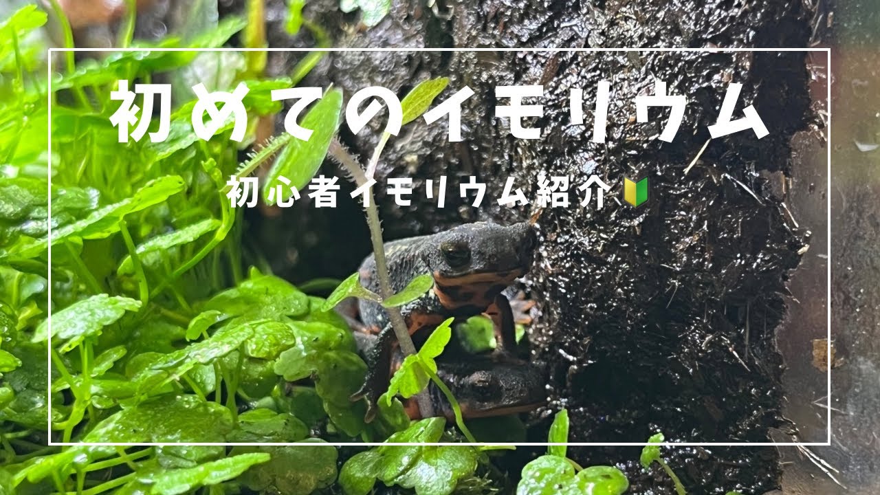 滝の流れるイモリウム🌿.∘制作の様子まとめました✨️