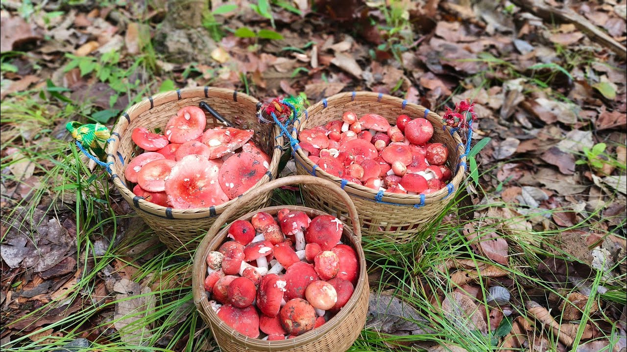 หม้านหมานเห็ดก่อแดงหลวงดอกใหญ่ๆ19/6/68