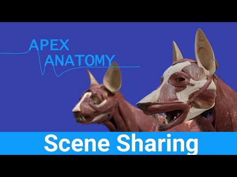 Apex Anatomy Scene Sharing
