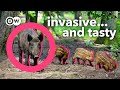 Should we be killing (and eating) invasive species? thumbnail