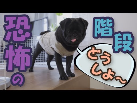 A conflicted 10-month-old black pug who wants to go for a walk but