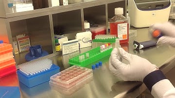 Altogen Biosystems In Vitro SK-N-SH Transfection Tutorial