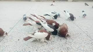 Most beautiful low price pigeons | सबसे खूबसूरत कम कीमत वाले कबूतर | viral pigeon birds