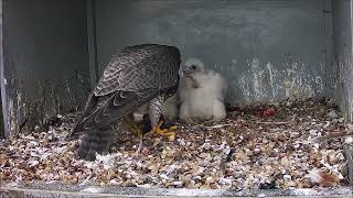 11th May 2024 Feed by Cromer Peregrines 237 views 3 weeks ago 11 minutes, 47 seconds