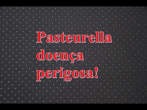 Vídeo: Como a pasteurella é transmitida?