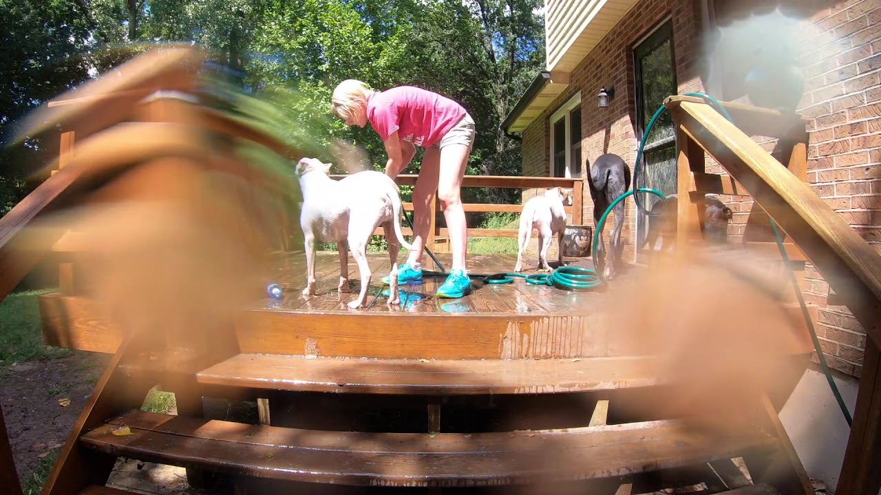 Muddy Dogs Get a Bath YouTube