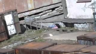 Белый медведь чуть не съел обдолбанную наркоманку Белый медведь чуть не съел обдолбанную наркоманку