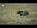Grizzly management plan comment period nears close