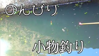 【小物釣り】用水路で初心者用の竿を使いこなせ！