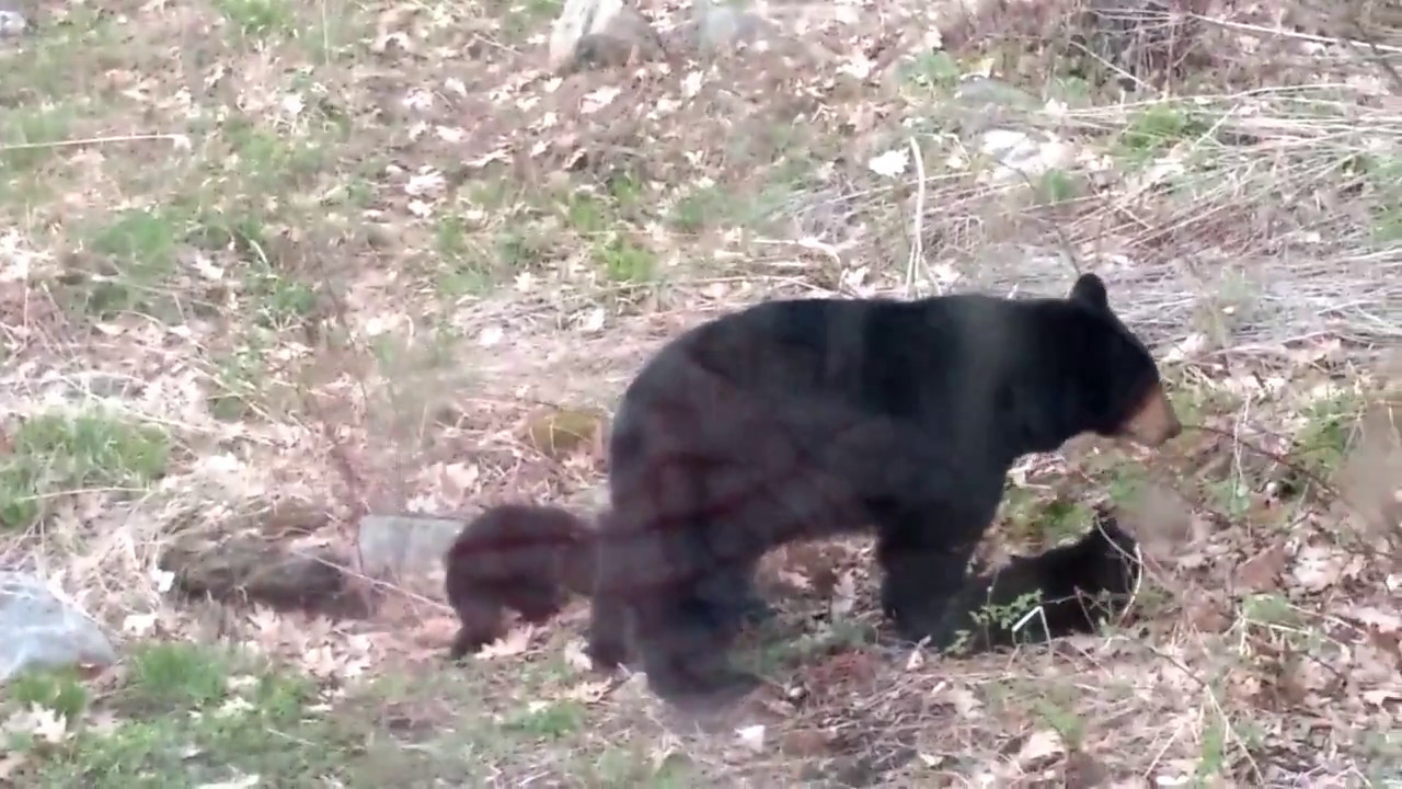 Mama bear and her three cubs - YouTube